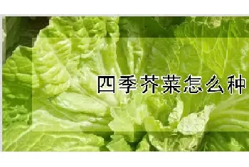 四季芥菜怎么种