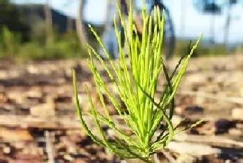 绿色开花植物有哪些?绿色开花植物大全