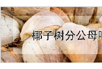 椰子树分公母吗