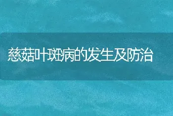 慈菇叶斑病的发生及防治