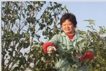 桂花树修剪时间和技巧方法