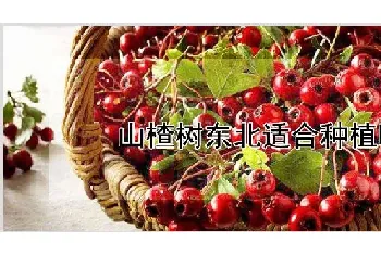 山楂树东北适合种植吗