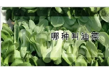 哪种叫油菜