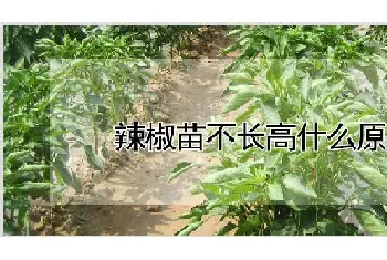 辣椒苗不长高什么原因