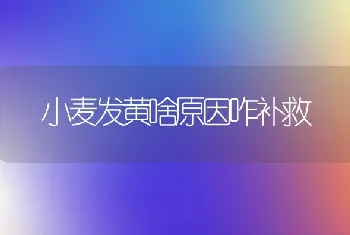 小麦发黄啥原因咋补救