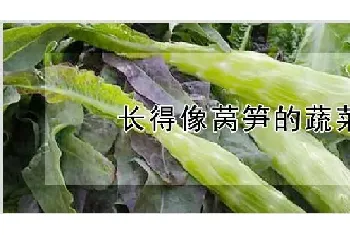 长得像莴笋的蔬菜