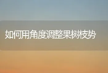 如何用角度调整果树枝势