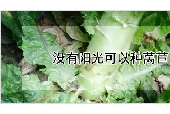 没有阳光可以种莴苣吗