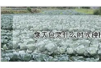 露天包菜什么时候种植