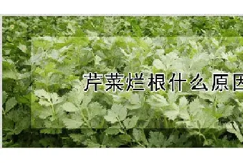 芹菜烂根什么原因