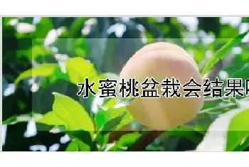 水蜜桃盆栽会结果吗