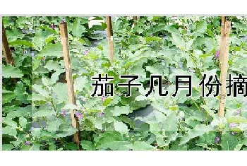 茄子几月份摘