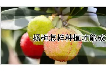 杨梅怎样种植才能成活