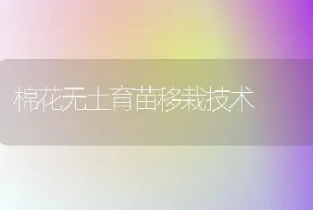 棉花无土育苗移栽技术