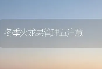 冬季火龙果管理五注意