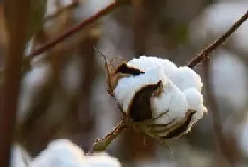 棉花什么时候播种合适?棉花播种方法和注意事项