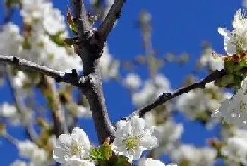 有什么花的花语是懵懂,花语代表懵懂的花?