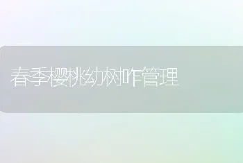 春季樱桃幼树咋管理