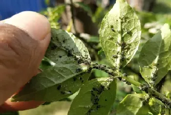 花椒树蚜虫很顽固用什么药能彻底清除,杀死蚜虫最好办法?