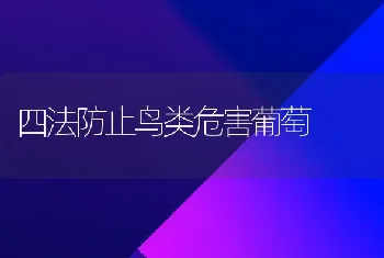 四法防止鸟类危害葡萄