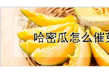 哈密瓜怎么催芽