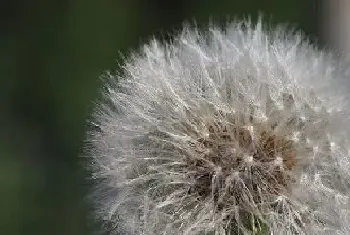 蒲公英是什么花序类型,属于头状花序?