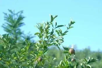 茶树能长多大?