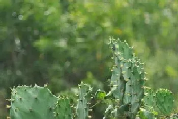 仙人掌是什么根系的植物?仙人掌形态特征与植物学史