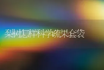 梨树怎样科学疏果套袋