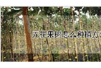 无花果树怎么种植方法