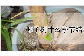 椰子树什么季节结果