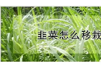 韭菜怎么移栽