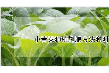 小青菜种植施肥方法和时间