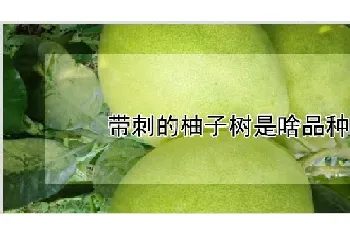 带刺的柚子树是啥品种啊