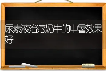 尿素液治疗奶牛的中暑效果好