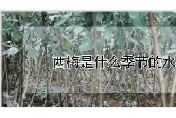 西梅是什么季节的水果