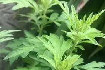 艾草可以净化空气吗,有吸甲醛的作用吗?