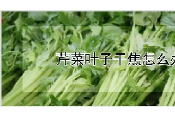 芹菜叶子干焦怎么办