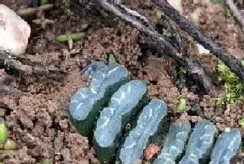 芦荟科的植物有哪些?芦荟科的植物大全