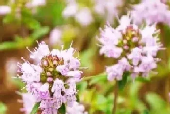 百里香是多年生吗?百里香植物学史