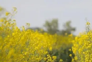 油菜是什么根系的植物?油菜形态特征与植物学史