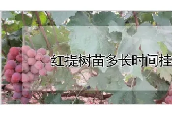 红提树苗多长时间挂果