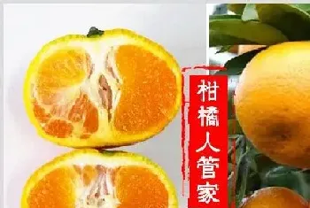 哪里有特早熟由良枝条卖