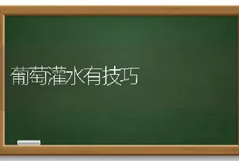 葡萄灌水有技巧