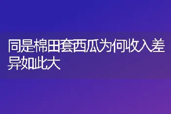 同是棉田套西瓜为何收入差异如此大