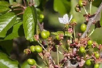 果树开花时能浇水吗?