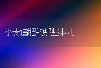 小麦追肥的那些事儿