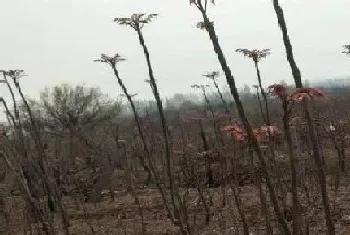 香椿什么季节吃最好?香椿的功效与作用