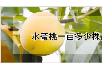 水蜜桃一亩多少棵苗