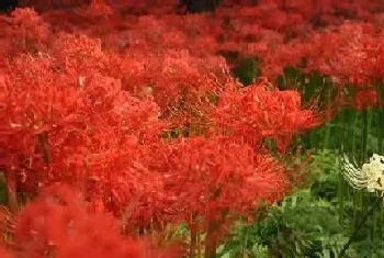 彼岸花什么季节开花,花期时间是几月份?